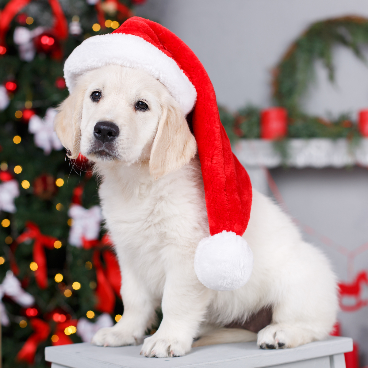 New Christmas Dog Bandana Adjustable Cat Dog Bib Tropical Rainforest Style Cute  Puppy Dog Scarf Dog Bandanas